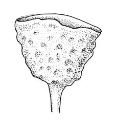 Goniomitrium acuminatum, capsule, dry. Drawn from S. Berggren 1405, CHR 573734, and Australian isotype, J. Drummond 6, CHR 620600.
 Image: R.C. Wagstaff © Landcare Research 2019 CC BY 3.0 NZ